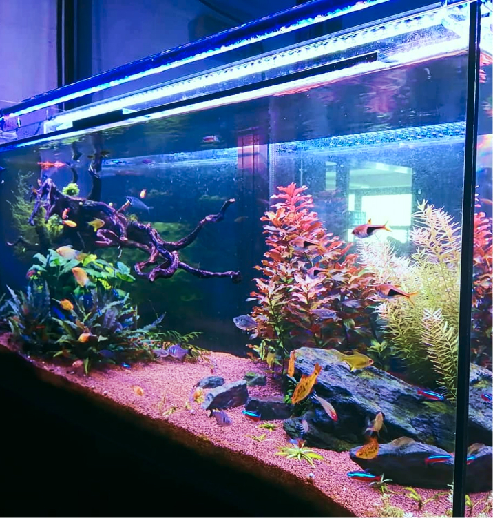 image d'aquarium